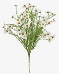 Daisy Bush