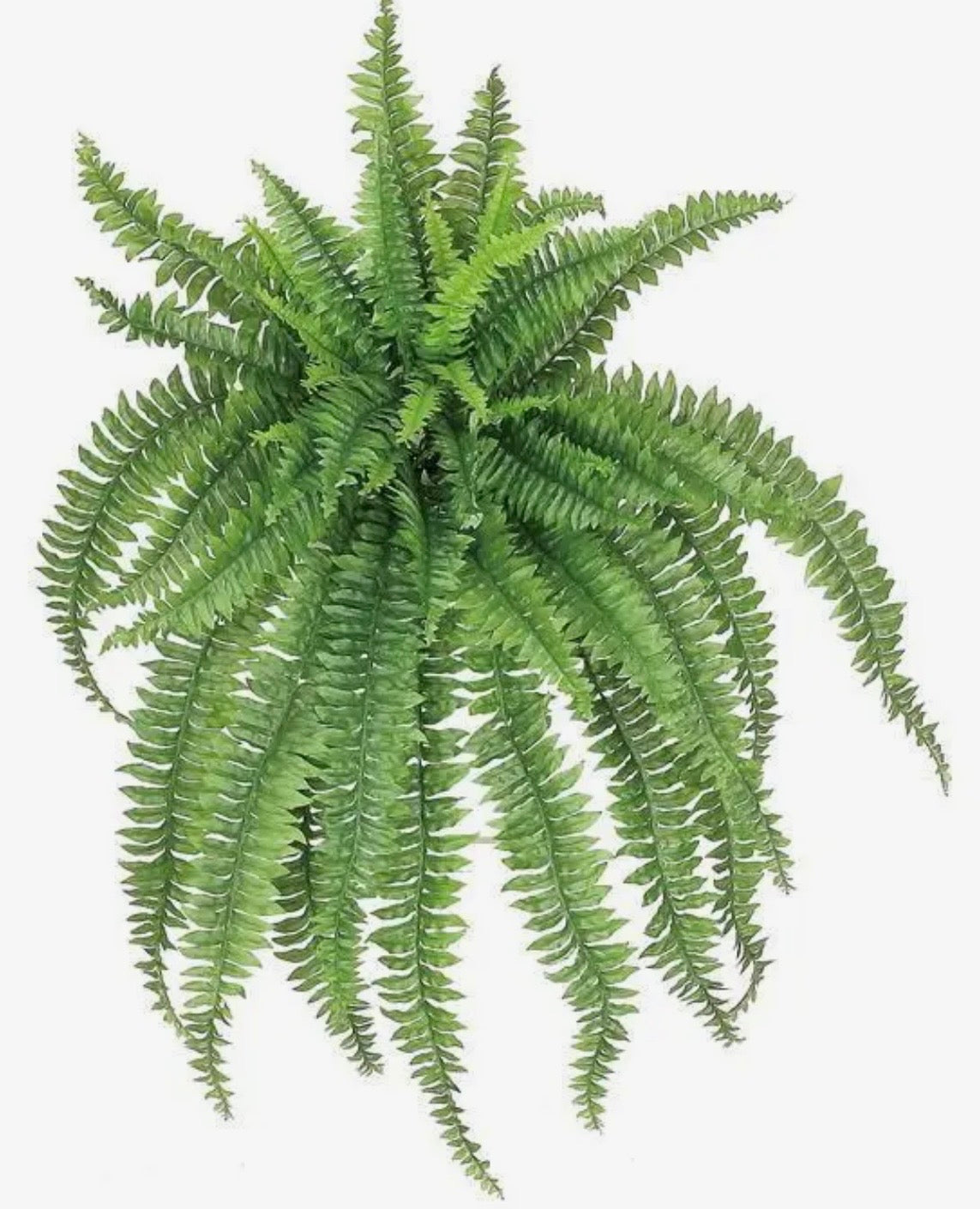 Artificial Boston Fern