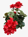Geranium Bush