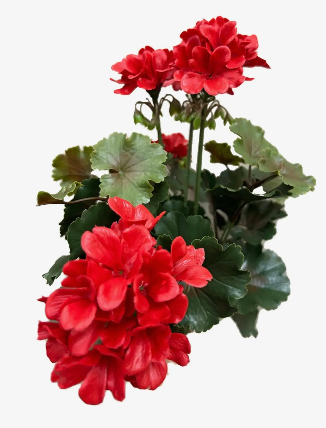Geranium Bush